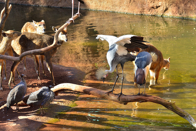 Bioparc Mijas