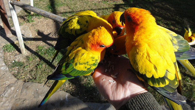 Vogelpark Benicarló - Castellón