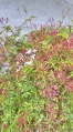 AWVADP910_33774_V0_558F.jpg